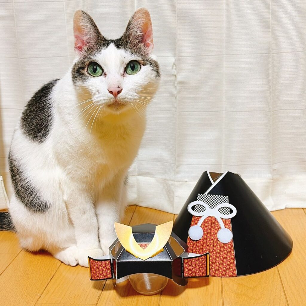 兜を見に来たねこ